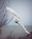 Snowy Owl In Flight