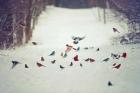 Feathered Friends Birds in Snow