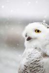 Snowy Owl in the Snow