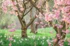 Springtime Fairytale Cherry Tree