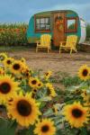 Vintage Camper and Sunflowers 1