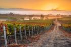 Vineyard Sunrise