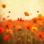 Orange Happiness