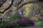 Oaks and Azaleas