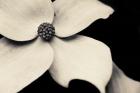 Dogwood Flower