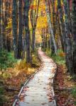 Autumn Boardwalk I