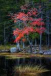 Red Reflections I