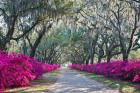 Azaleas, Bonaventure