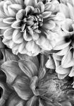 B&W Flower 2