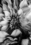 B&W Flower 4