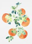 Watercolor Oranges