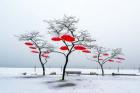 Red Umbrellas