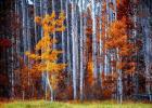 Autumn Birches