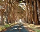 Cypresses