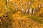 Aspen Tree Trunks