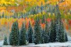 Christmas Trees