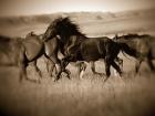 Dark Horse