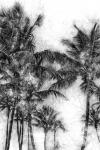 Dorado Palms 1