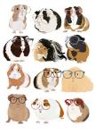Guinea Pigs In Glasses