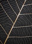 Leaf Veins