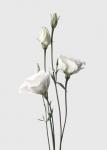 Lisianthus White