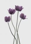 Tulips Purple