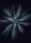 Star Flower