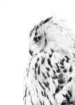 White Owl