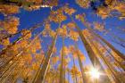 Winter Aspens