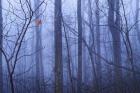 Red Cardinal in a Blue Forest