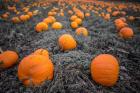 Sea of Pumpkins