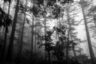 Misty Forest