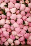 Peony 2