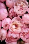 Peony 4