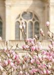 Spring Magnolias In Paris