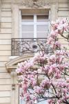 Spring Magnolias in Paris