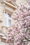 Pink Spring Magnolias in Paris