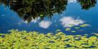 Water Lilies and Reflection