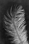 Feather 3 Dark