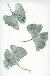 Ginkgo 1 Green