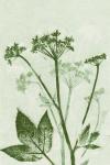 Ground Elder Green