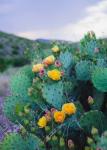 Spring Cacti No. 2