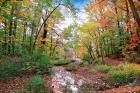 Autumn at Hopkins Pond