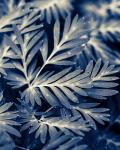 Navy Blue Leaves