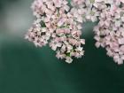 Blush Pink Flowers