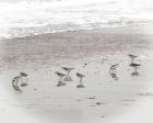 Sandpipers