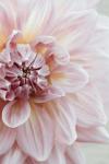 Blush Pink Dahlia