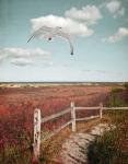 Gull over Coastal Trail