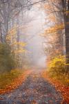 Road and Autumn Mist