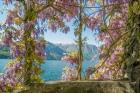 Wisteria and Mountains - Lago di Como